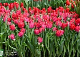 Tulipa First Price ® (2)